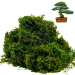 HASTHIP Artificial Moss for Crafts and Table Centerpieces featuring 100 g Cotton Green Decor | Low Maintenance Faux Moss for Potted Plants