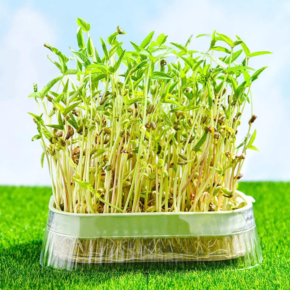 HASTHIP Garden Seed Sprouter Tray for Wheatgrass and Cat Grass 19 x12.5 x5 cm with Double Layer ABS Design