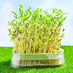 HASTHIP Garden Seed Sprouter Tray for Wheatgrass and Cat Grass 19 x12.5 x5 cm with Double Layer ABS Design