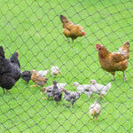 HASTHIP Bird Netting for Gardens and Balconies with 7.5x15m UV‑Resistant Nylon Mesh | Crop and Pigeon Protection