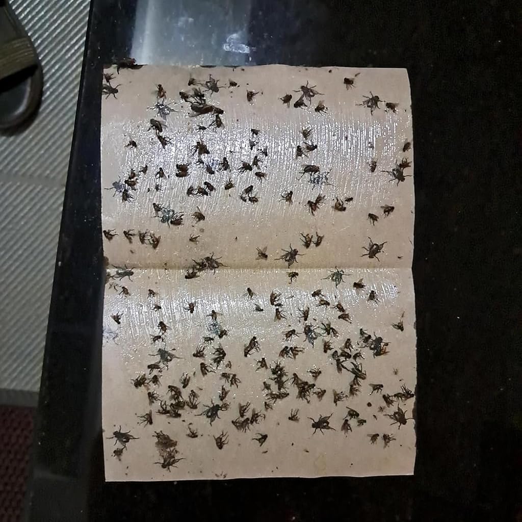 HASTHIP® 20Pcs Fly Traps Sticky Paper Kitchen Fly Traps Sticky Paper Double Side Strong Adhesive Fly Traps Non-chemical Child Safe Pest Sticky Traps Paper for Kitchen, Room, Plants, 18.5x12.5cm