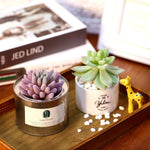 HASTHIP Artificial Plants for Home Decor with 16PCS Faux Succulent Set featuring Realistic PVC Texture | Indoor and Outdoor DIY Floral Arrangement