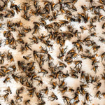 HASTHIP® 100Pcs Fly Trap Kit for Insects, Whiteflies, Aphids, Leaf Minor, Ultra Sticker Trap for Indoor, Greenhouse, Dining Room, Pesticide Free Fly Sticky Trap (26 x 19 cm)