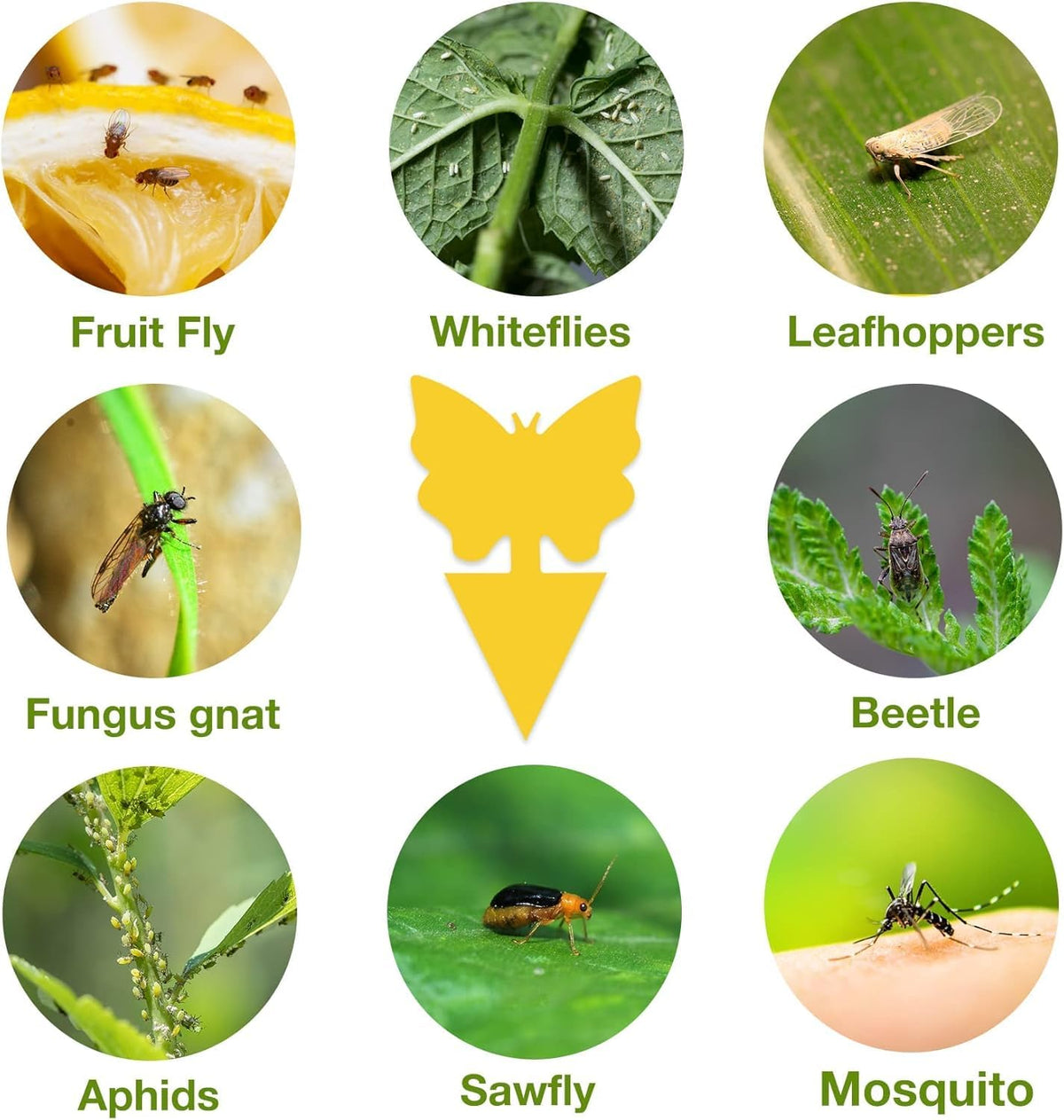 HASTHIP Fruit Fly Trap for Home with Strong Pre-Glued Adhesive 30 Pcs | Yellow Butterfly Design