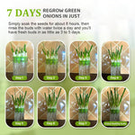 HASTHIP® Seed Sprouting Jar Kit - Bean Sprouts Growing Kit - 32OZ Glass Sprouting Mason Jar with Ventilation Mesh Screen Sprouting Lids & Light Shield - Sprouting Kit for Homemade Edible Sprouts