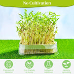 HASTHIP Garden Seed Sprouter Tray for Wheatgrass and Cat Grass 19 x12.5 x5 cm with Double Layer ABS Design