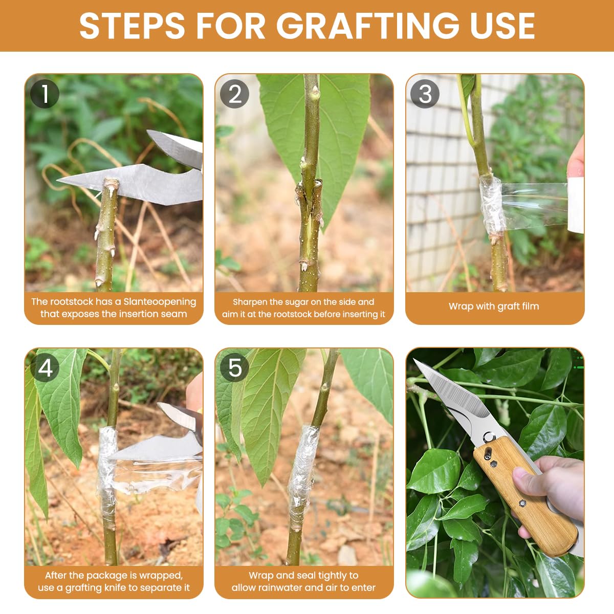 HASTHIP Grafting Cutter Tool 3 in 1 for Gardening with Wooden Handle and Rugged Steel | 2PCS