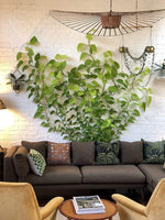 HASTHIP Wall Fixture Clips for Plant Climbing with Self Adhesive Hooks 150PCS White