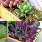 HASTHIP Artificial Plants for Home Decor with 16PCS Faux Succulent Set featuring Realistic PVC Texture | Indoor and Outdoor DIY Floral Arrangement