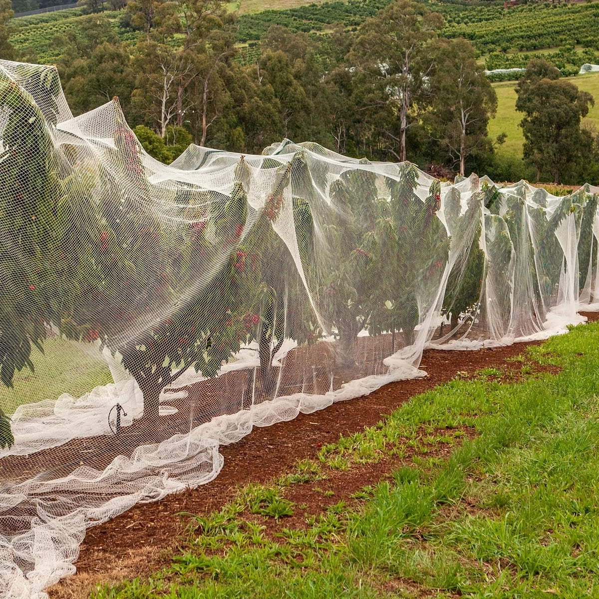 2.5*5m Ultra Fine Garden Mesh Netting for Plant Protctive, Durable PE Plant Netting Cover for Protect Your Vegetables, Fruits, Flower & Trees, Greenhouse Cover Protection Mesh Net Covers