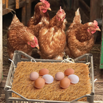 HASTHIP® 12'' Square Realistic Chicken Coop Mat 2PCS