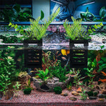 HASTHIP® 2 Pcs Aquarium Plant Holder with Hooks, Fish Tank Plant Holder, Enhance Your Aquarium Decor with These Hanging Aquatic Planter Cups